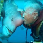 25-year-old friendship of Japanese divers and fish