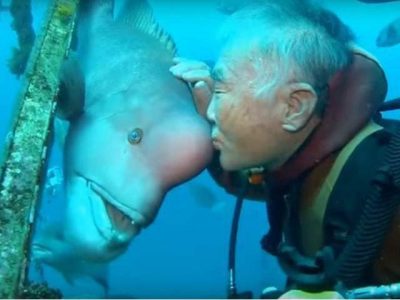 25-year-old friendship of Japanese divers and fish