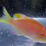 The discovery of the fish in the United States which name placed 'Obama'