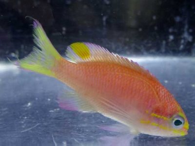 The discovery of the fish in the United States which name placed 'Obama'