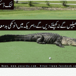Florida: Crocodile in Golf course
