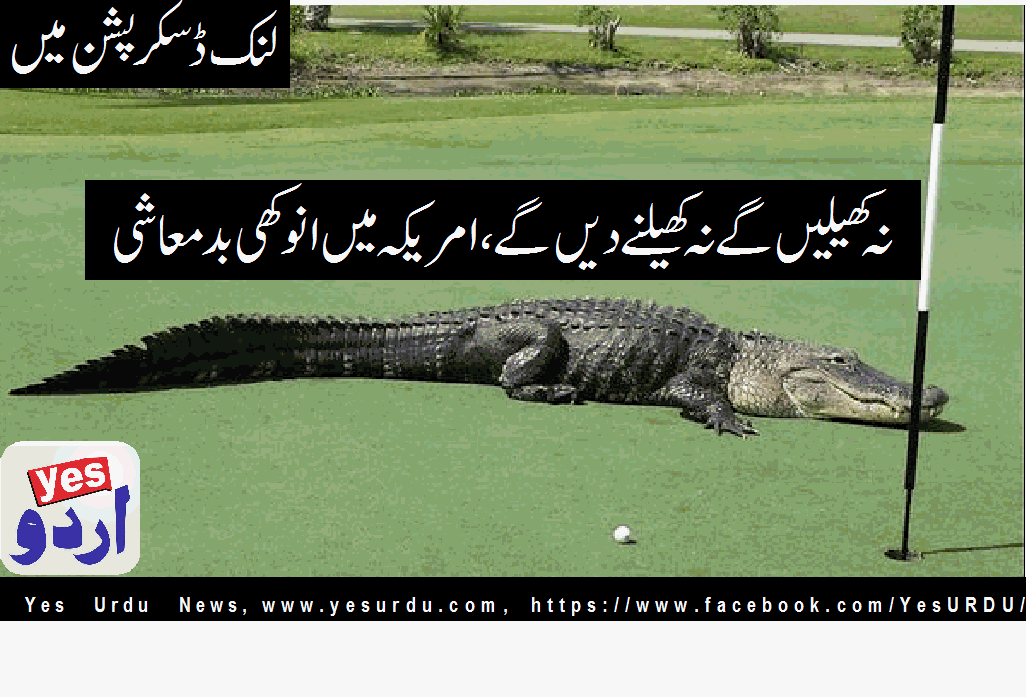 Florida: Crocodile in Golf course