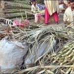 Closed the Purchase of sugarcane Across the Sindh