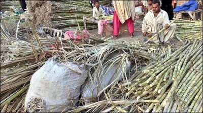 Closed the Purchase of sugarcane Across the Sindh