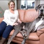 United Kingdom: 7-foot-6-inch dog, amazed