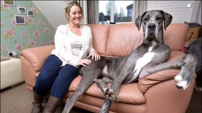 United Kingdom: 7-foot-6-inch dog, amazed