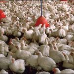 Lahore dead and sick poultry meat exported 6 thousand kg