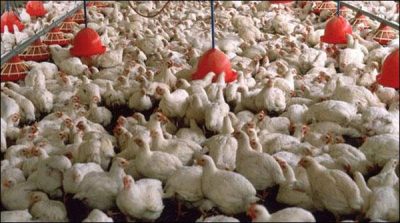 Lahore dead and sick poultry meat exported 6 thousand kg