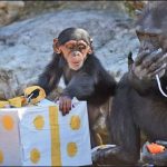 Australia: Distribute gifts of Zoo Animal