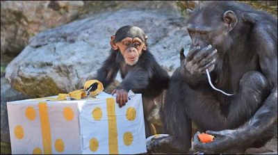 Australia: Distribute gifts of Zoo Animal