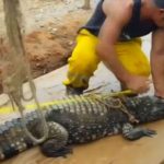 During excavations in Peru crocodile came out
