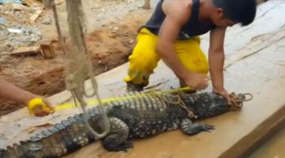 During excavations in Peru crocodile came out