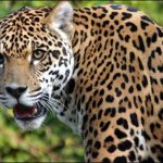 The risk of extinction Leopards ethnicity, the number fell to 7100
