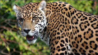The risk of extinction Leopards ethnicity, the number fell to 7100