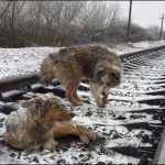 Dhoom on internet To set an example of friendship of the dog