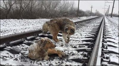 Dhoom on internet To set an example of friendship of the dog