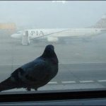 Severe fog in Karachi, the flight schedule affected at the airport