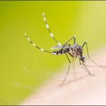 Omarkot 6 persons suffering from dengue fever