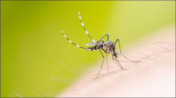 Omarkot 6 persons suffering from dengue fever