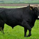 Scientists closer to extinction, in the cow's evolution