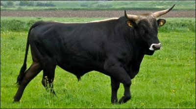 Scientists closer to extinction, in the cow's evolution