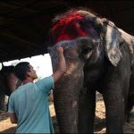 `Beauty contest of elephants in Nepal