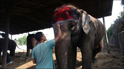 `Beauty contest of elephants in Nepal