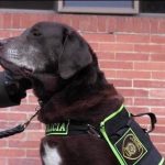 Columbia, bomb, disposal, squad, official, dog, got, retired