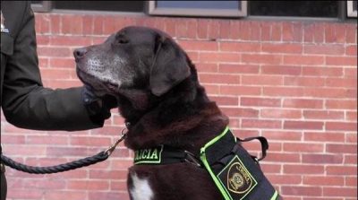 Columbia, bomb, disposal, squad, official, dog, got, retired