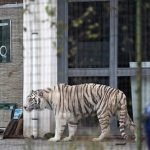 Tiger, spread, terror, in, Italy, after, escaping, from, circus