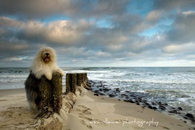who can resist Sheepdogs Bobtail