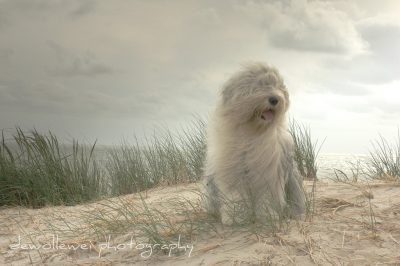 who can resist Sheepdogs Bobtail
