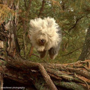 who can resist Sheepdogs Bobtail