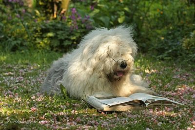 who can resist Sheepdogs Bobtail
