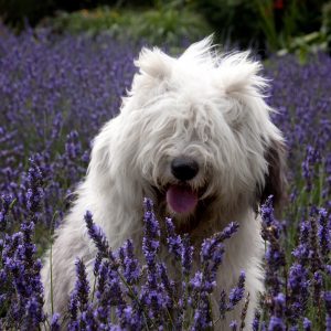 who can resist Sheepdogs Bobtail