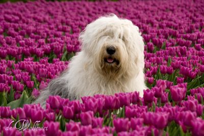who can resist Sheepdogs Bobtail