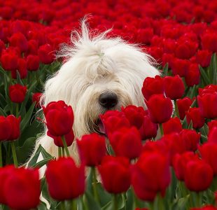 who can resist Sheepdogs Bobtail