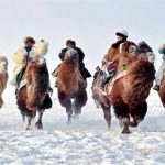 Camel pageant held in China