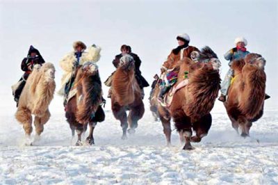 Camel pageant held in China