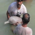 Sakhar: Rare dolphins and crocodiles explore from the river, the area people Shocked
