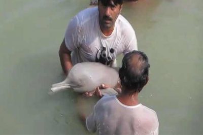 Sakhar: Rare dolphins and crocodiles explore from the river, the area people Shocked