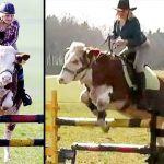 The cow to jump like a horse