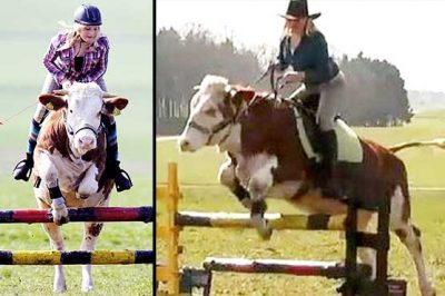 The cow to jump like a horse