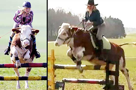 The cow to jump like a horse