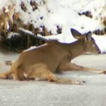 Rescued to the Deer who trapped in the snow in Kenti Kit