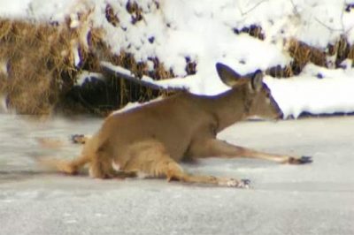 Rescued to the Deer who trapped in the snow in Kenti Kit