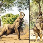 The yoga exercises amateur elephant