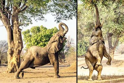 The yoga exercises amateur elephant