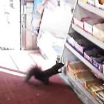 Unique robbery in Toronto's store