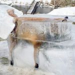 Germany: Freeze Fox in the cold water of the river was placed on exhibition